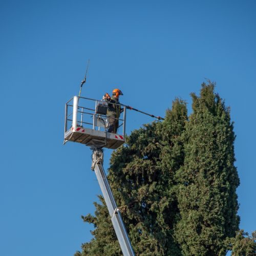 Taglio di piante e l'abbattimento di alberi pericolosi a Biella