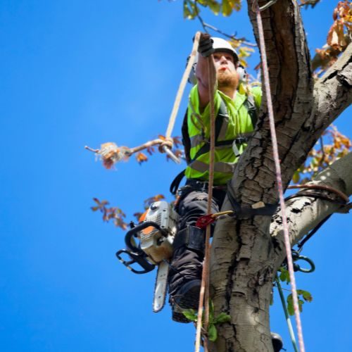 Taglio di piante e l'abbattimento di alberi pericolosi a Biella